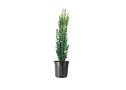 Sky Pencil Japanese Holly | Live Gallon Size Plants | Ilex Crenata | Low Maintenance Formal Evergreen Hedge