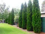 Spartan Juniper | Juniperus Chinensis | Live 4 inch Container Trees | Evergreen Privacy Screening Plants
