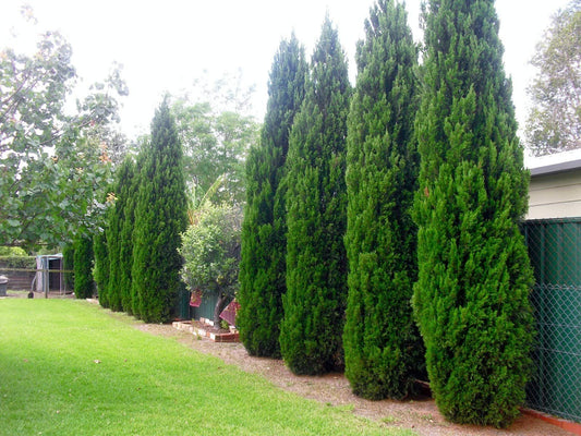 Spartan Juniper | Juniperus Chinensis | Live 4 inch Container Trees | Evergreen Privacy Screening Plants