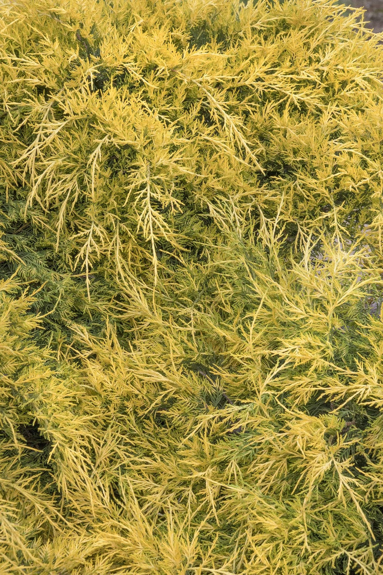Gold Lace Juniper - Live Plants - Juniperus Chinensis - Evergreen Groundcover