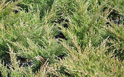 Nicks Compacta | Live 4 Inch Pots | Indoor and Outdoor Plant, Low Maintenance, Ideal for Container Gardening and Small Spaces