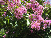 Crape Myrtle Muskogee | Extra Large 3 Gallon Plants | Lagerstroemia Indica | Beautiful Low Maintenance Lavender Blooming Tree