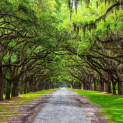 Southern Live Oak Tree | Quercus Virginiana | Live Plants | Durable Picturesque Shade Tree | Dark Green Foliage