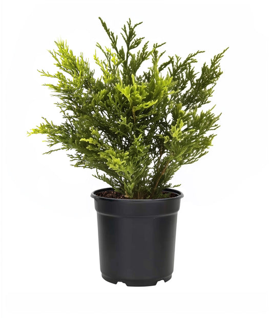 Juniper Gold Lace | Live 4 Inch Pots | Juniperus Chinensis | Drought Tolerant Cold Hardy Evergreen Groundcover Plants