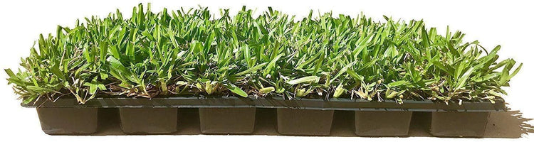 St. Augustine 'Seville' Sod | Live Plugs | Drought, Salt & Shade Tolerant Turf Grass
