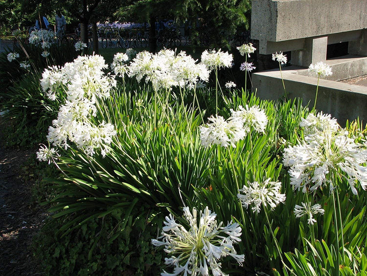 Agapanthus Getty White | Live Plants | Blooming Groundcover Grass