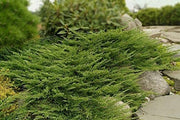 Seaspray Juniper | Extra Large 3 Gallon Plant | Elegant & Hardy Evergreen Shrub, Ideal for Ground Cover, Landscaping, Topiaries & Bonsai, Vibrant, Low|Maintenance & Drought|Resistant