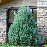 Wichita Blue Juniper | Live Gallon Size Trees | Juniperus Scopulorum | Evergreen Screening Hedging Plant