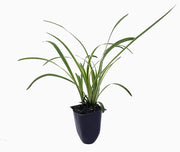 Variegated Liriope Muscari 'Silvery Sunproof' | Live Plants | Blooming Evergreen Groundcover