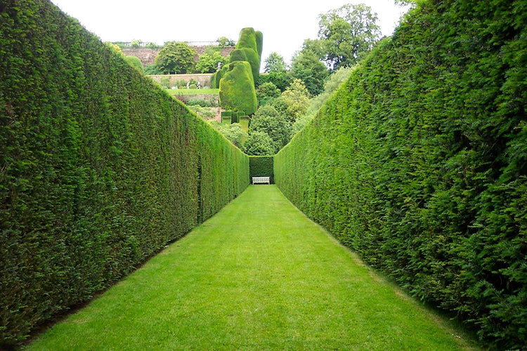 Thuja Plicata 'Green Giant' Arborvitae | Quart Size Plant | Live Evergreen Privacy Tree