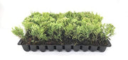 Sea Green Juniper | Live Plants | Juniperus Chinensis | Hardy Evergreen Privacy Screen