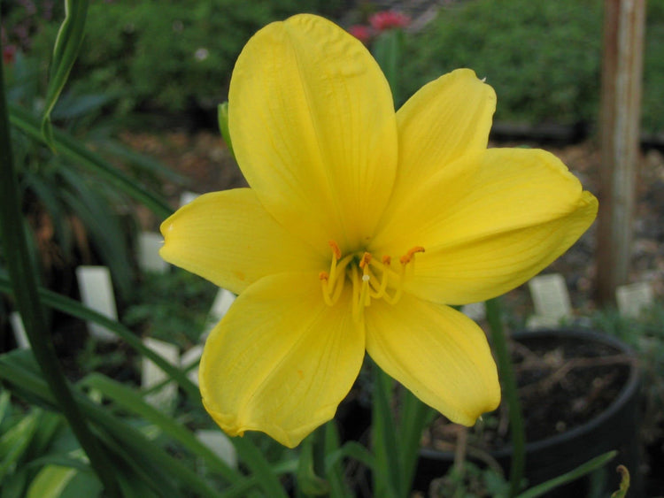 Florida Foliage Daylily Yangtze | Live 4 Inch Pots | Hemerocallis Plants | Beautiful Low Maintenance Blooming Groundcover
