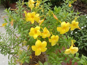 Allamanda Bush | Extra Large 3 Gallon Plants | Allamanda Cathartica | Vibrant Yellow Flowers | Tropical Landscape Accent