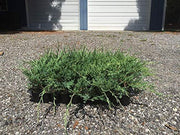 Sea Spray Juniper | Live Plants | Juniperus Chinensis | Drought Tolerant Cold Hardy Evergreen Ground Cover