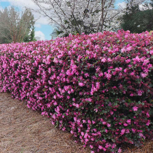 Loropetalum Ruby | Extra Large 3 Gallon Plants | Loropetalum Chinense 'Ruby' | Vibrant Garden Addition | Easy|Grow Foliage