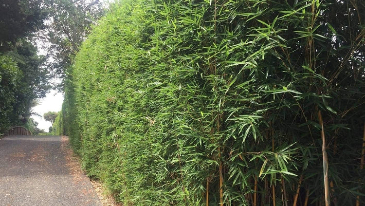 Green Hedge Bamboo | Live Plants | Non|Invasive Clumping Bamboo | Screening Privacy Hedge Bambusa Multiplex