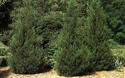 Hetzi Columnar Juniper | Live Plants | Juniperus Chinensis | Evergreen Privacy Barrier