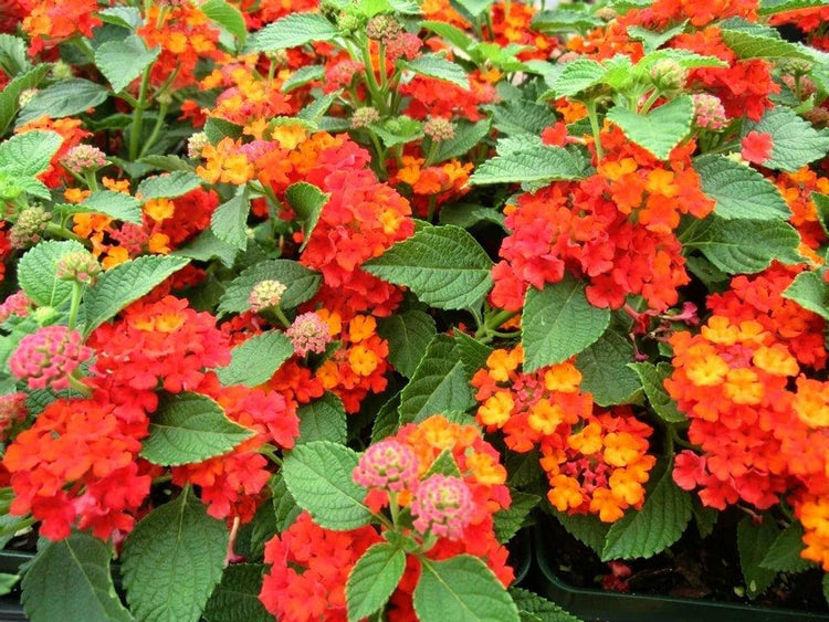 Lantana Dallas Red | Live Plants | Lantana Camara | Flowering Perennial | Garden Colorful Bloom | Hardy Outdoor Decor | Vibrant Red Flowers