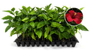 Hibiscus President Red | Live Plants | Hibiscus Rosa|Sinensis | Vibrant Red Blooms | Tropical Garden Beauty | Eye|Catching Flowering Shrub