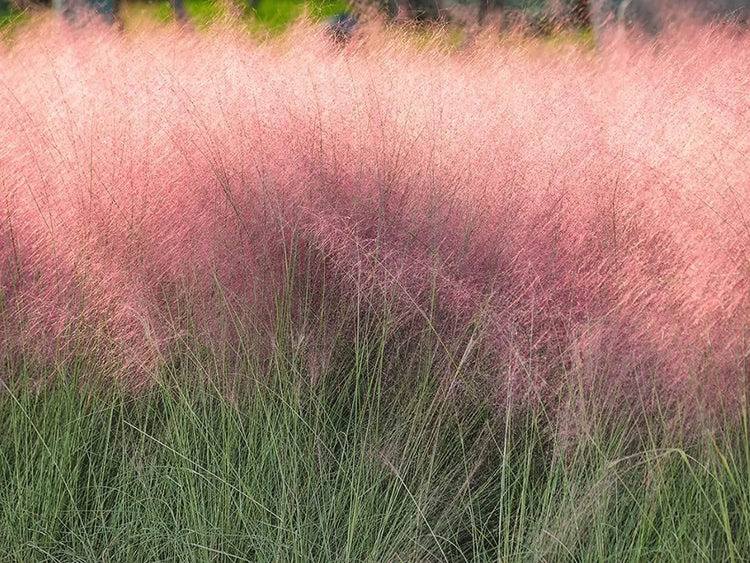 Muhly Grass | Live Gallon Size Plants | Muhlenbergia Capillaris | Hairawn Muhly | Drought Tolerant Pink Blooming Ornamental Grass