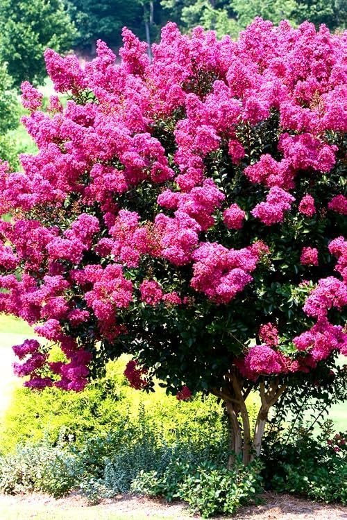 Crape Myrtle Pink Velour | Live Plants | Lush Magenta|Pink Blooms, Live Plant, Elegant Ornamental Shrub for Distinctive Garden Accents