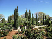 Italian Cypress Tree | Extra Large 3 Gallon Tree | Cupressus Sempervirens | Formal Elegant Mediterranean Style Plants