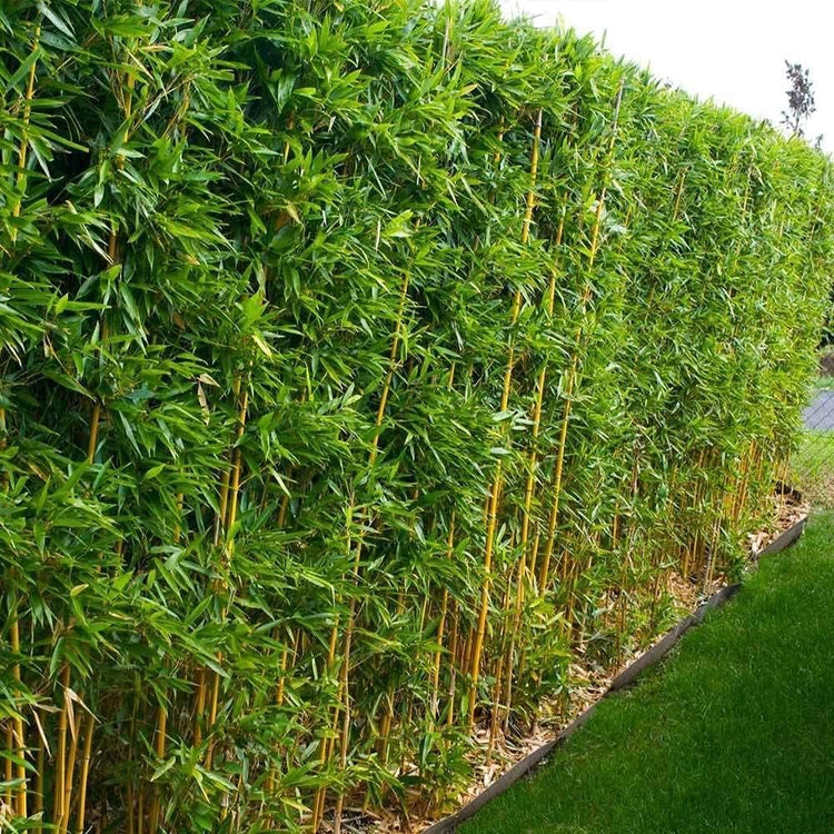 Green Hedge Bamboo | Live Plants | Non|Invasive Clumping Bamboo | Screening Privacy Hedge Bambusa Multiplex