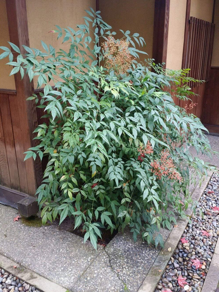 Heavenly Bamboo | Nandina Domestica | Live Gallon Size Plant | Beautiful & Colorful Low Maintenance Foliage