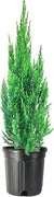 Blue Point Juniper | Size #1 Tree | Juniperus Chinensis | Drought Tolerant Low Maintenance Evergreen Plants