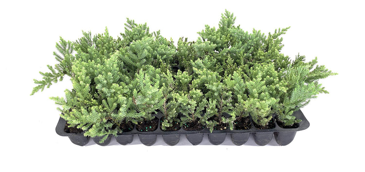 San Jose Juniper | 10 Live Plants | Juniperus Chinensis | Drought Tolerant Cold Hardy Evergreen Ground Cover