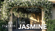 Star Jasmine | Extra Large 3 Gallon Plants | Trachelospermum Jasminoides | Fragrant Climbing Vine | Ideal for Trellises and Arbors