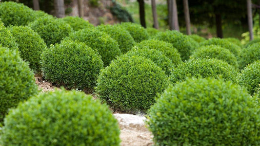 Winter Gem Boxwood | Live 4 Inch Pots | Buxus Microphylla Japonica | Fast Growing Cold Hardy Formal Evergreen Shrub