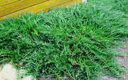 Green Sargent Juniper | Live Gallon Size Plants | Juniperus Chinensis | Drought Tolerant Cold Hardy Evergreen Groundcover