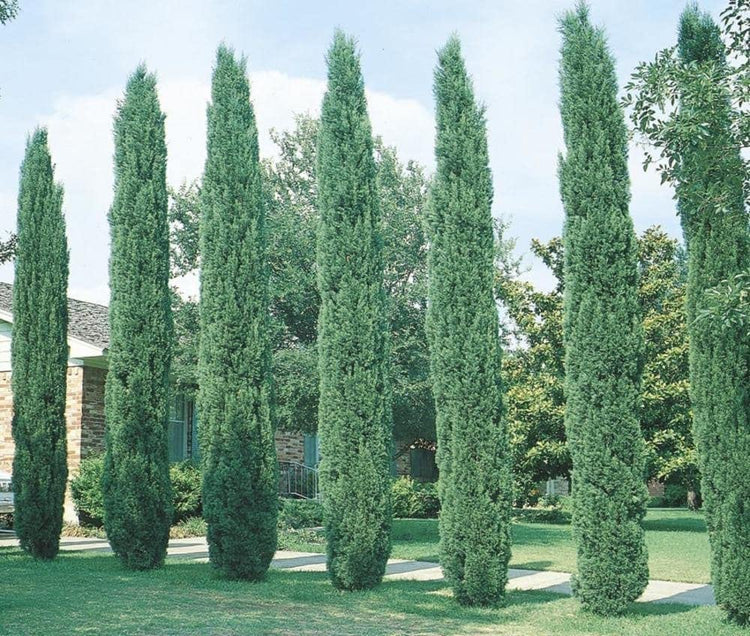 Italian Cypress Tree | Extra Large 3 Gallon Tree | Cupressus Sempervirens | Formal Elegant Mediterranean Style Plants
