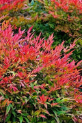 Nandina Gulfstream | Extra Large 3 Gallon Plants | Nandina Domestica 'Gulfstream' | Year|Round Colorful Foliage | Garden Accent