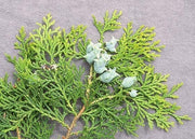 Blue Cone Arborvitae | Live Quart Size Plant | Vibrant Blue|Green Foliage for Landscaping, Hedges, and Privacy Screens, Drought and Deer Tolerant