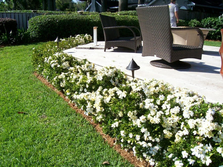 Gardenia August Beauty | Live Plants | Gardenia Jasminoides | Beautiful Fragrant White Blooming Shrub