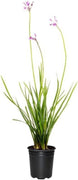 Society Garlic | Live Quart Size Pots | Tulbaghia Violacea | Butterfly Attracting Flowering Groundcover Plants