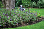 Buddleia Nanho Blue | Live Plants | Blooming Butterfly Bush
