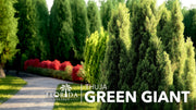 Green Giant Arborvitae | Live Gallon Tree | Thuja Plicata | Evergreen Privacy Screening Plants