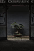Shimpaku Juniper | Live 4 Inch Pot | Pre|Bonsai Juniperus Chinensis Plants | Symbol of Harmony Balance Meditation and Peace
