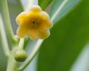 Yellow Anise Plant | Live Plants | Illicium Parviflorum | Fragrant Foliage | Evergreen Shrub | Star Anise Aromatic Ornamental