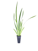 African Iris White | Live Plants | Dietes Iridioides | Drought Tolerant Groundcover Grass
