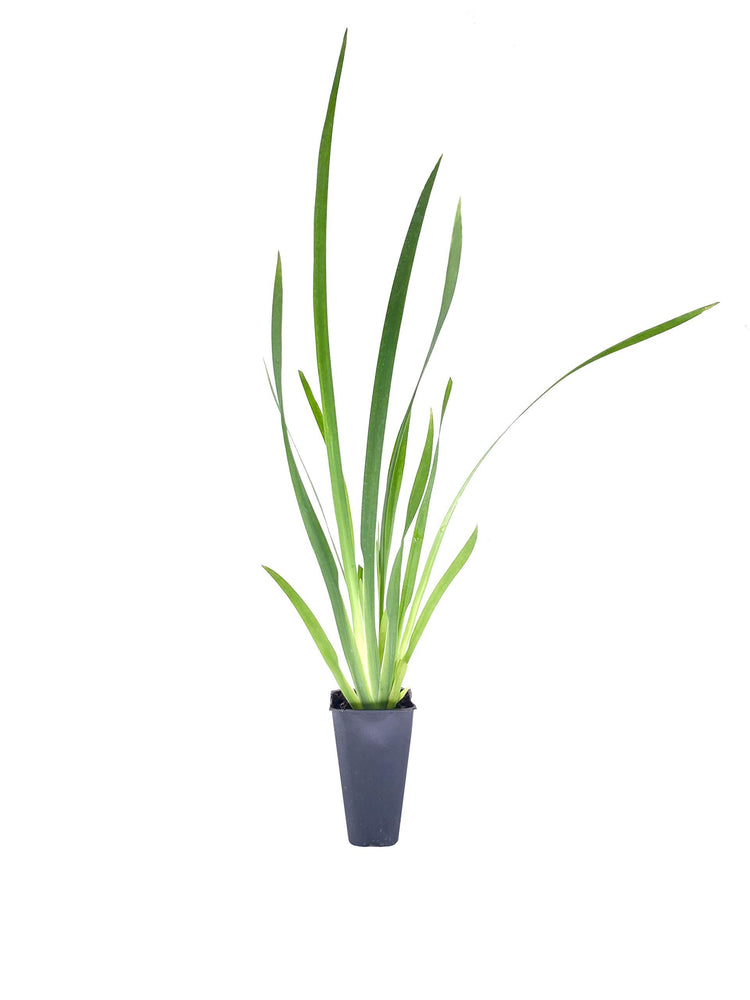 African Iris White | Live Plants | Dietes Iridioides | Drought Tolerant Groundcover Grass