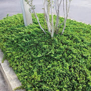 Dwarf Japanese Garden Juniper | Live Gallon Size Plants | Juniperus Procumbens Nana | Drought Tolerant Evergreen Groundcover | Great for Bonsai