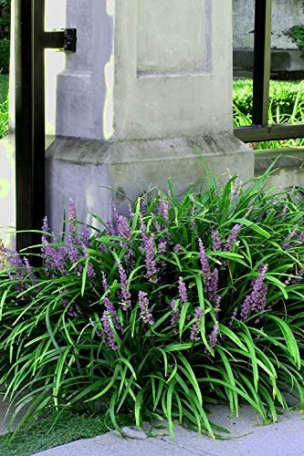 Emerald Goddess Liriope Muscari | Live Plants | Drought Tolerant Low Maintenance Evergreen Ground Cover Grass