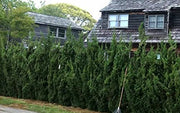 Robusta Green Juniper | Live Gallon Size Tree | Juniperus Chinensis | Drought Tolerant Cold Hardy Evergreen Screening Plant