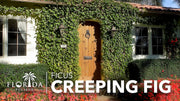 Creeping Fig Vine | Live Plants | Ficus Pumila | Fast|Growing Ground Cover | Evergreen Climbing Vine for Walls & Trellises