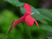Red Elegant Brazilian Petunia | Ruellia Elegans | Live Plants | Butterfly Hummingbird Attracting Foliage