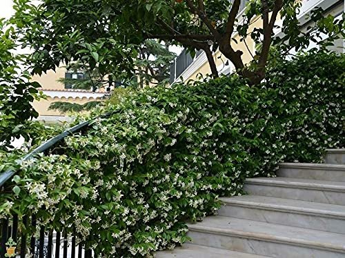 Star Confederate Jasmine I 2 Large Gallon Size Plants I Trachelospermum Jasminoides I Live Fragrant White Star-Shaped Flowers, Perfect for Trellises, Fences, and Arbors